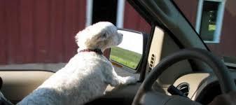 HIGHWAY HABITS Is this a problem? The American Automobile Association (AAA) survey found that one in five respondent drivers admitted to driving with their dog on their lap sometimes.