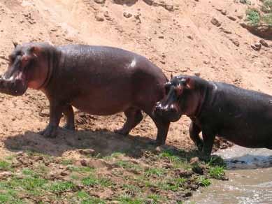 Therefore, to fills this important gap in our knowledge on hippos in Kenya, I explored the population status of hippopotamus in the Masai Mara, which is one of Kenya s best wildlife reserves.