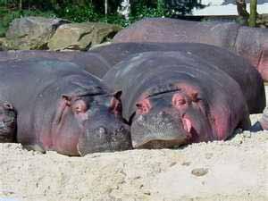This may be one of the largest single hippo populations in Kenya making up about 3% of the African hippopotamus population.