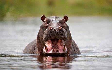 Say what? Hippo facts Hippos are the third-largest living land mammal, after elephants and white rhinos. A hippo s foot has four webbed toes which splay out to distribute weight evenly.