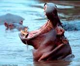 Hamjambo WCK members at one time, nobody gave much thought to hippos. There were so many in the rivers and fresh water lakes. Turtles swam in the oceans and nested on safe beaches.