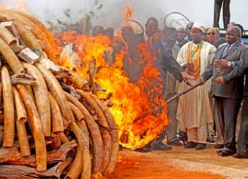 in poaching and the illegal trade in ivory. He told the crowd gathered at the Kenya Wildlife Service training facility that Kenya is determined to stop the illegal trade in ivory.