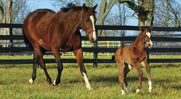Take-Home Message Many factors play a role in equine reproduction, but proper nutritional management is a way to try to ensure successful pregnancy.