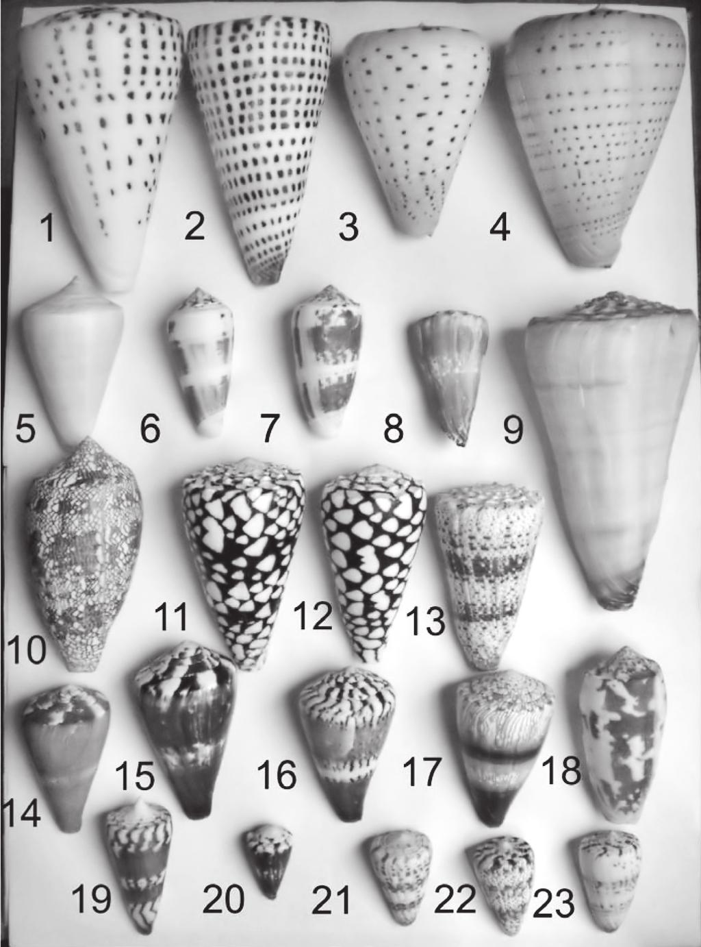 Hình 1. Hình thái vỏ của các loài ốc cối phân bố ở biển Việt Nam 1. Conus leopardus; 2. C. litteratus; 3,4. C. betulinus, 5. C. quercinus; 6. C. terebra; 7. C. magus; 8. Conus cf. disstans; 9. C. distans; 10.