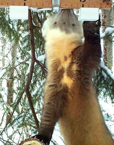 Deep, fluffy snow and spruce-fir forest are habitat conditions essential to the marten s survival. JILLIAN COOPER / istockphoto.