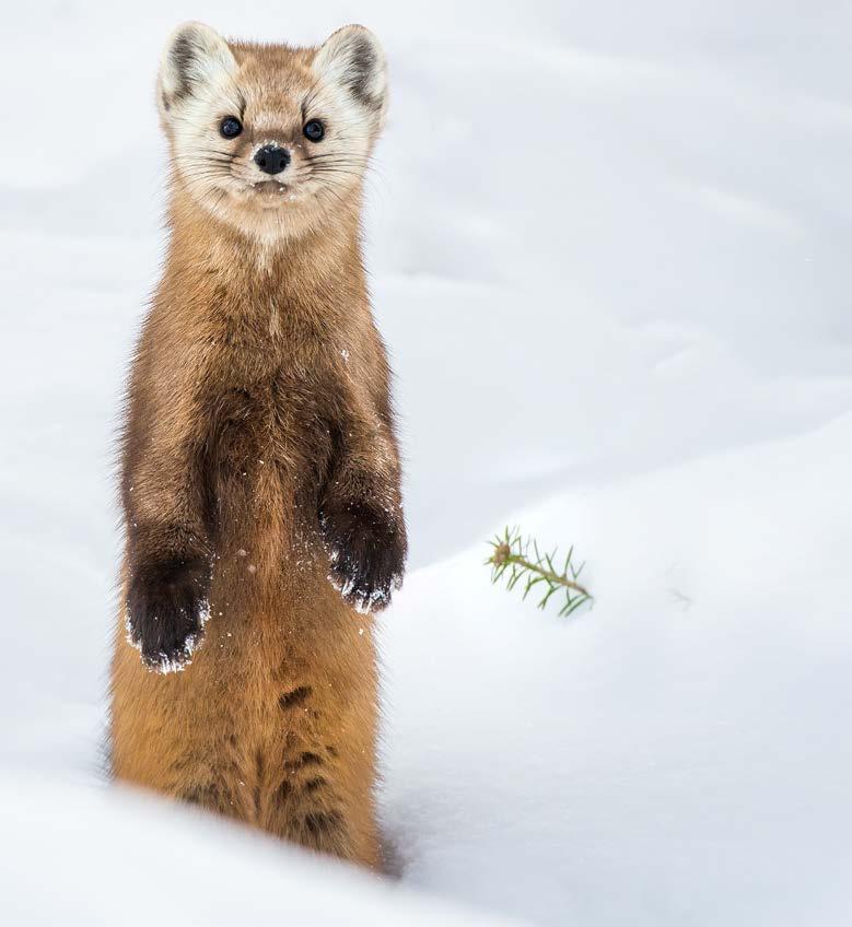 Shorter winters with decreased snowfall affect martens.