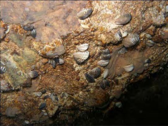Quagga Mussels: Threat to Western W Ventura County Water