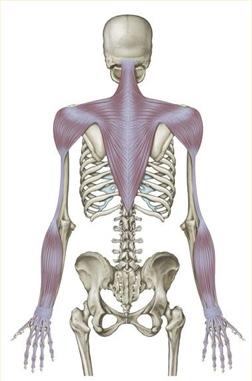 Anatomical and Physiological Benefits: Fascia/Anatomy Stretches the visceral fascia that surrounds and holds the kidneys Compresses and squeezes the visceral fascia around the spleen and liver Works