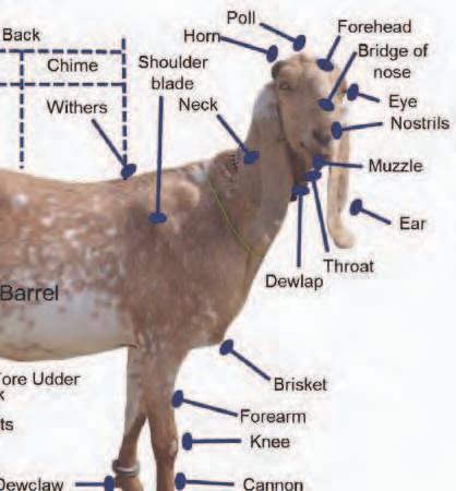 A good goat judge need to know and master the various body parts, including in local languages/dialects. For Beetals, Siraiki and Punjabi languages are important. Fig. 9.
