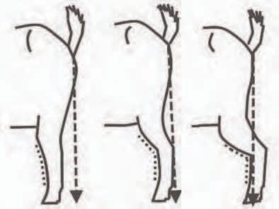 This area affects how the animal moves his/her rear legs and general appearance in does due to its tail set and placement.