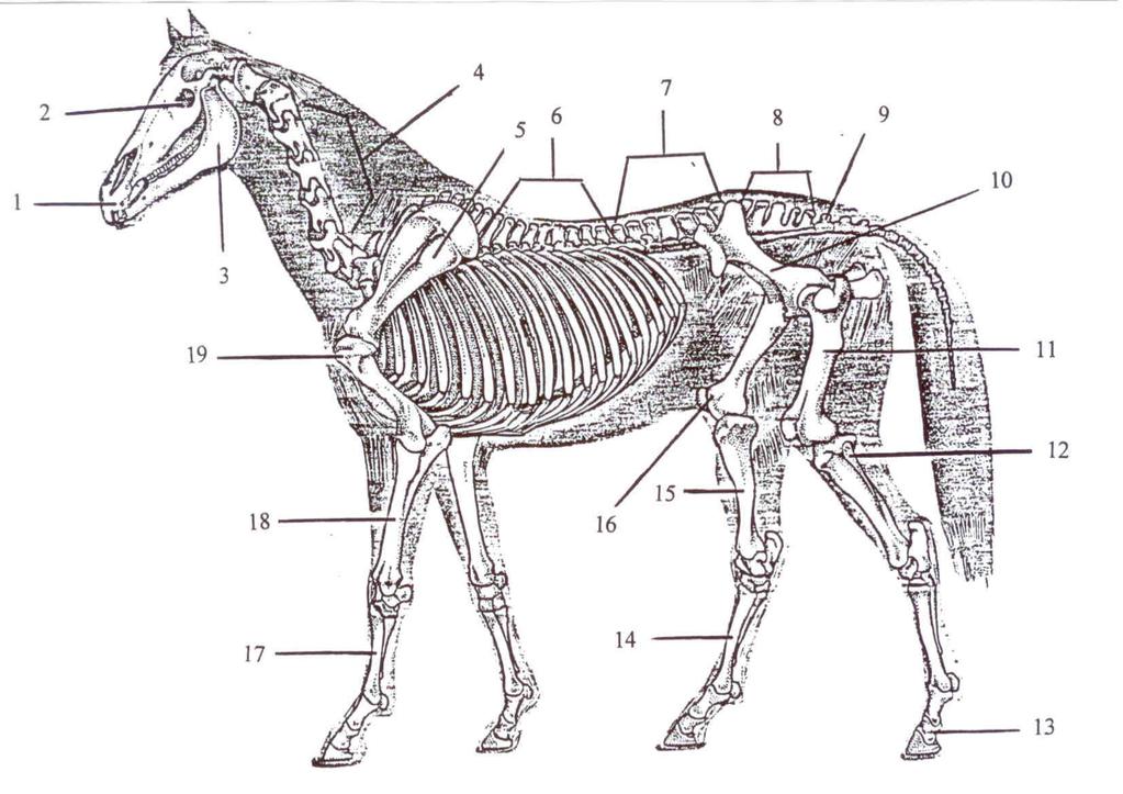 Identify the Skeletal System of the Horse Horse Knowledge 1. 11. 2. 12. 3. 13. 4. 14. 5. 15. 6. 16.
