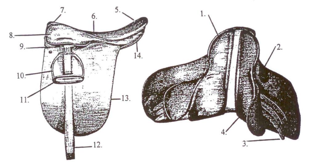 Horse Knowledge Identify all of the parts on the Saddle Seat Saddle: 1. 2. 3. 4. 11. 12. 13.