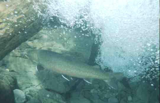 The Effects of Seasonal Stream Dewatering on Bull Trout, Salvelinus confluentus