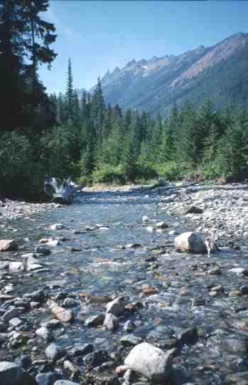 The Mystery of Kachess River Bull trout juveniles present, but