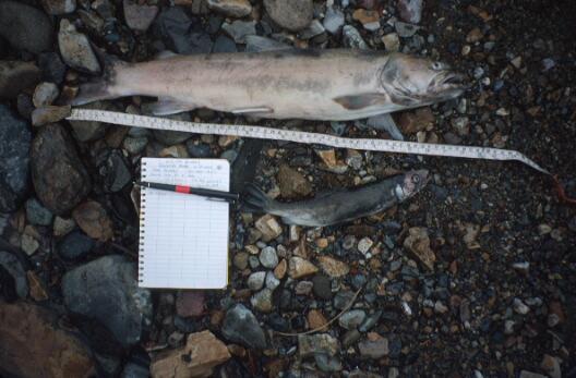 Adult Bull Trout mortality due to dewatering 10% mortality of the spawning population (~30) at