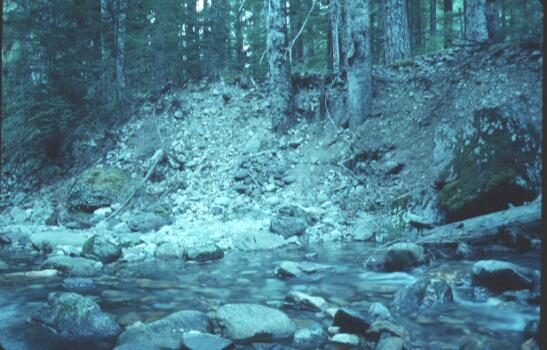 Historical Conditions A view to the past: The USFS Kachess River Study - 1980