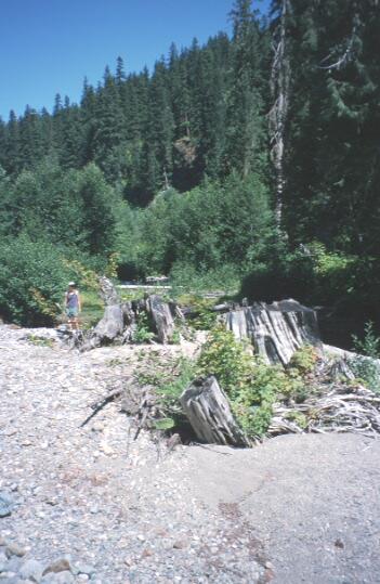 How logging effects bull trout habitat and stream dewatering Habitat is Degraded by: - Increased stream velocities - Decreased woody material -