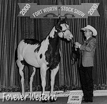 out of a Limited foal crop, sired several top 5 APHA World Show and several midwest futurities champions and Res Championships.