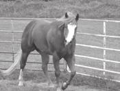 5740 Cell 1063 Pinewood Ave Menlo IA 50164 eandb.bade@yahoo.com badequarterhorses.com Stud Fee: $1500.00 Breeding Season: Feb 1 - June 1 Mare Care: $15.00/$10.