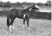SSA LOT NO. 120 RH BIG JAKE APHA 939247 5076825 Sire: RH Imprinted Dam: Pretty Win Maiden Big 16 hand 2 year old. Full Brother to RH Stars and Stripes.