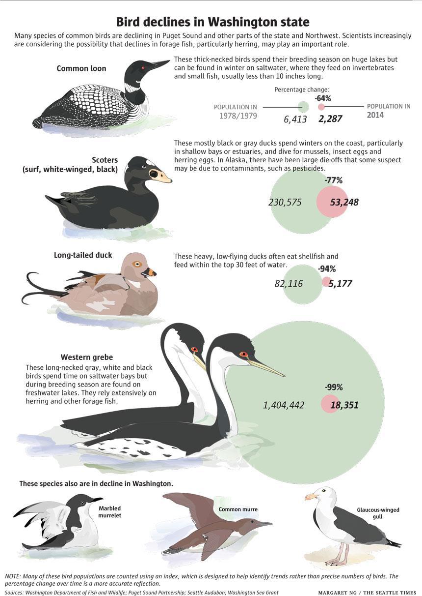 Warning signs: Bird declines in WA State -Birds that dive and forage