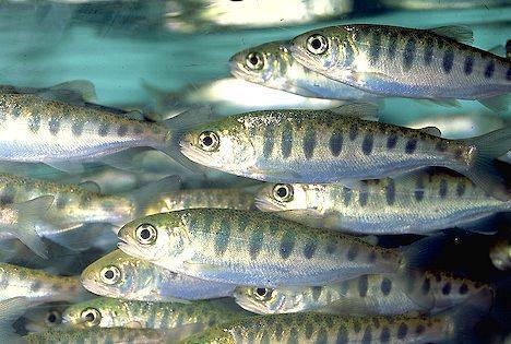 What are forage fish & why are they important? SwitterSB.
