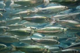 com Forage fish are: An ecological, not genetic, group