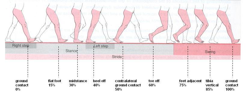 Studying Human Gait A single human walking gait cycle.