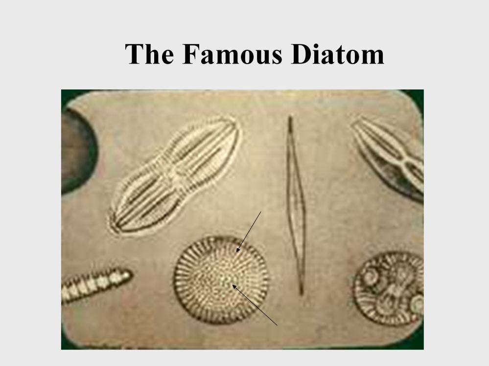 Here is the famous diatom. The DE you use is actually made of fossilized diatoms.