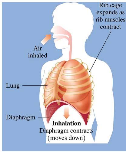 FYI PV relationship in Breathing Inhalation (Inspiration) The process of taking a breath begins when the diaphragm contracts, causing an increase in the volume of the lungs.