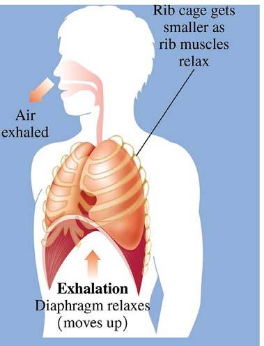 FYI PV relationship in Breathing Exhalation (Expiration) occurs when the diaphragm relaxes and moves back up into the thoracic cavity.