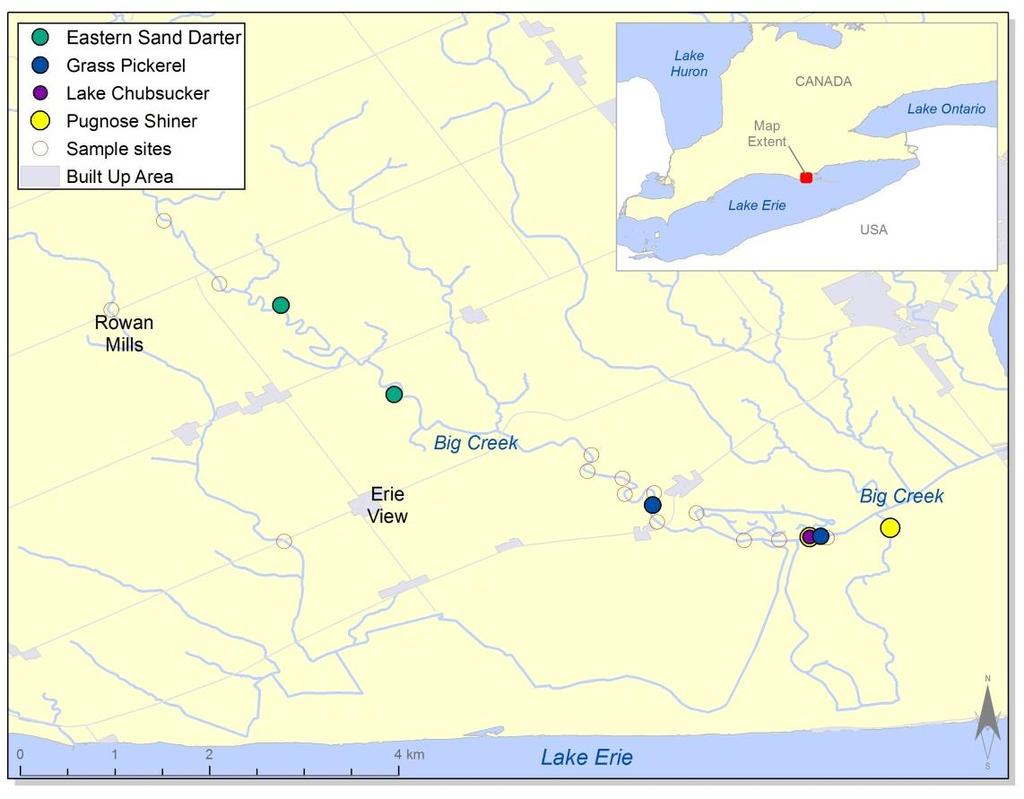 Figure 2. Sites where species at risk were detected during the 2008 survey of the Big Creek watershed. Bag seine A total of four sites were sampled by bag seine.