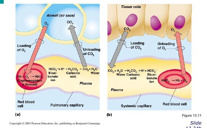 The exchange of gases in systematic and pulmonary capillaries: - O 2 diffuses from the alveoli into the blood and from the blood