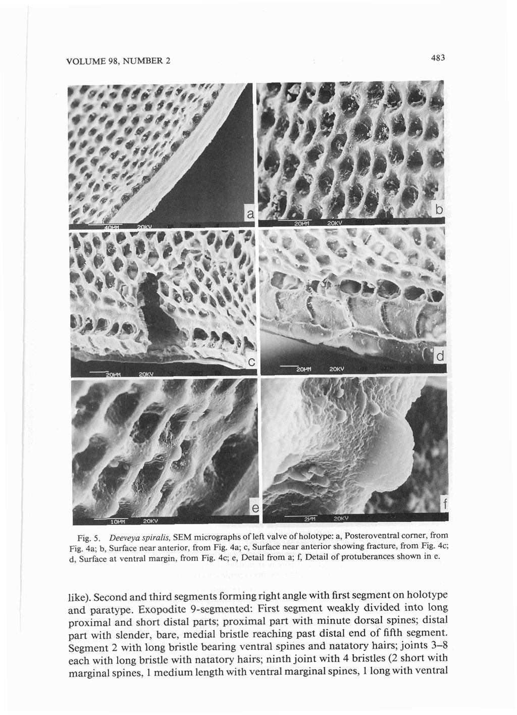 VOLUME 98, NUMBER 2 483 Fig. 5. Deeveya spiralis, SEM micrographs of left valvc of holotype: a, Posteroventral comer, from Fig. 4a; b, Surface near anterior, from Fig.