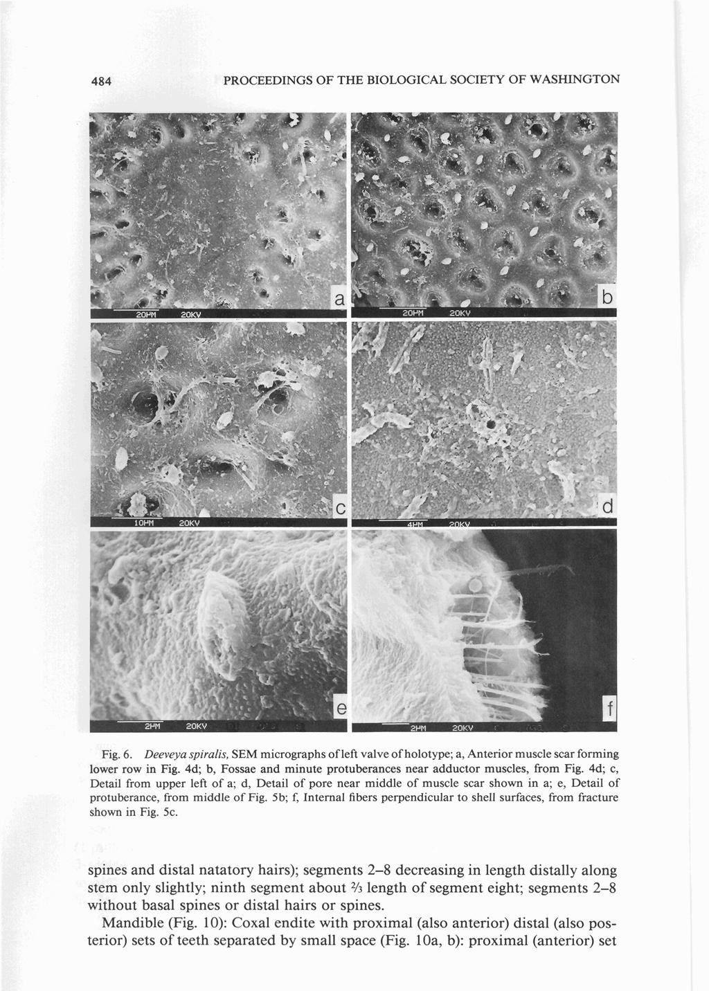 484 PROCEEDINGS OF THE BIOLOGICAL SOCIETY OF WASHINGTON Fig. 6. Deeveya spiralis, SEM micrographs of left valve of holotype; a, Anterior muscle scar forming lower row in Fig.