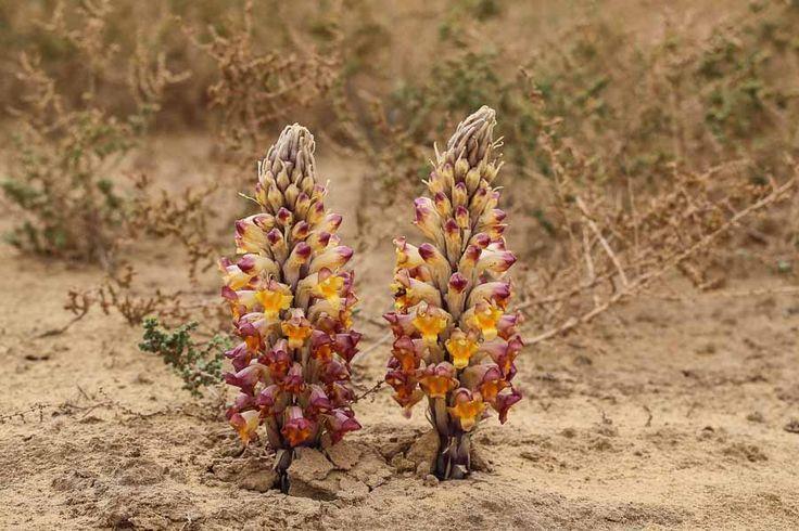 It is a desert plant found in the Middle East and the Sahara Desert hyacinth (Cistanche tubulosa) Branchless parasite fleshy
