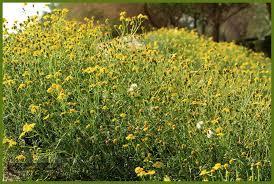 NATIVE PLANTS OF THE UAE Arfaj (Rhanterium epapposum) Once a common dwarf shrub in many