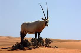 NATIVE ANIMALS OF THE UAE Oryx leucoryx (Al maha, al baqr, al barra) The Arabian Oryx is