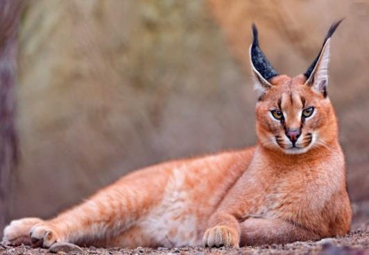 Arabian Red Fox (Al taleb al ahmer)- Is similar in color to the common Red Fox.