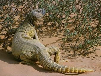 NATIVE ANIMALS OF THE UAE Leptien Spiny tailed Lizard (Dhobi) Found only in the UAE and Oman, they