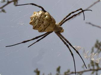burrows. Zig Zag Ord Spider (Argiope sp.