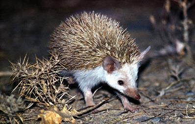 Found throughout the reserve, mainly on rocky outcrops Brandts Hedgehogs (Al qunfuz) Found along the