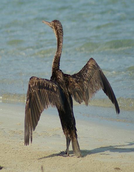 ENDANGERED ANIMAL OF THE UAE Socotra Cormorant - is a birds that are restricted to only breeding on islands in