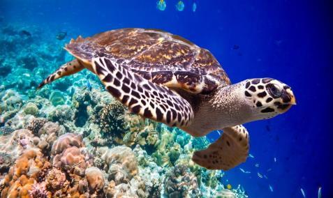 The Hawksbill Turtle is estimated to have declined in population globally by around 80 percent in the past