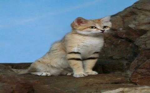 Sand Cat The smallest cat in the Arabian deserts, this animal s numbers have declined rapidly in recent years due