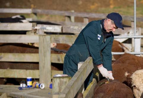 OSPRI S TBFREE PROGRAMME The TBfree programme aims to manage and eventually eradicate bovine tuberculosis (TB) from New Zealand s farmed cattle and deer and wild animal populations.