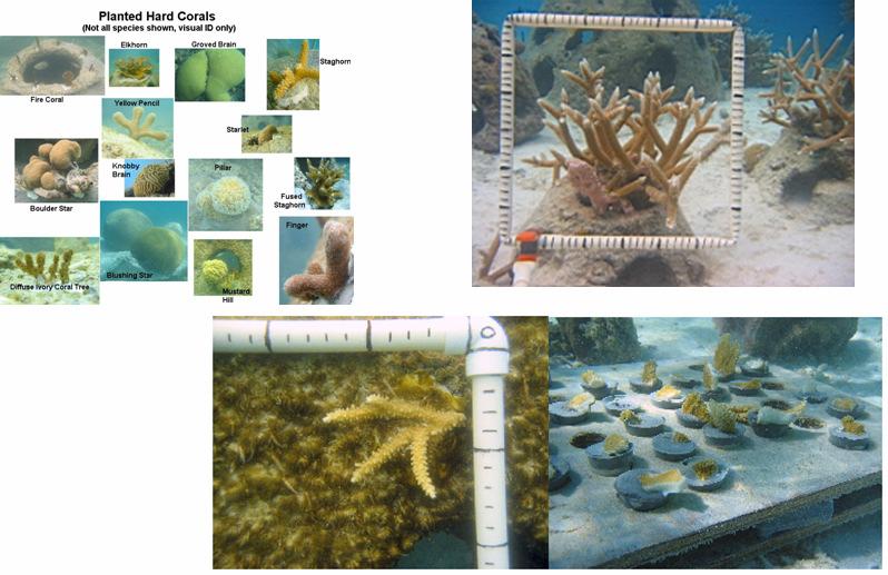 Coral Propagation & Planting