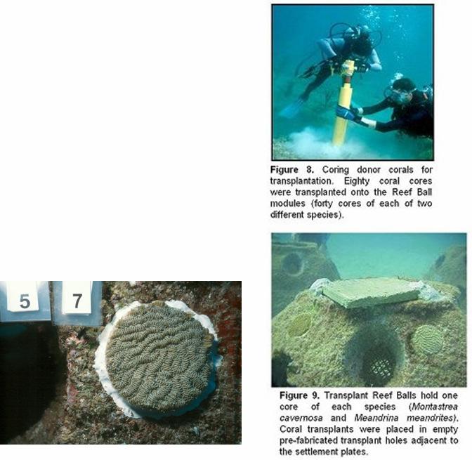 Research Reef Balls are considered the standard artificial reef modules worldwide for scientific study of reef