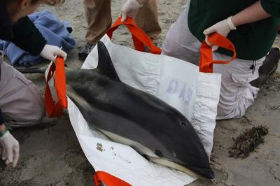 Marine Mammal Recovery & Transport Capture animals that would otherwise die