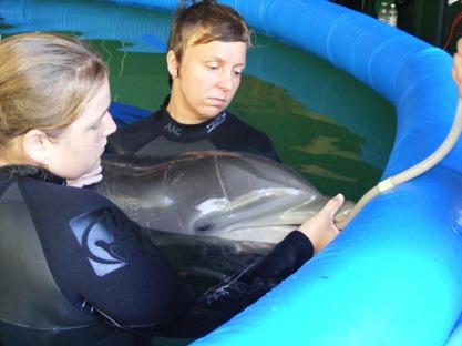 Marine Mammal Care Includes many steps:
